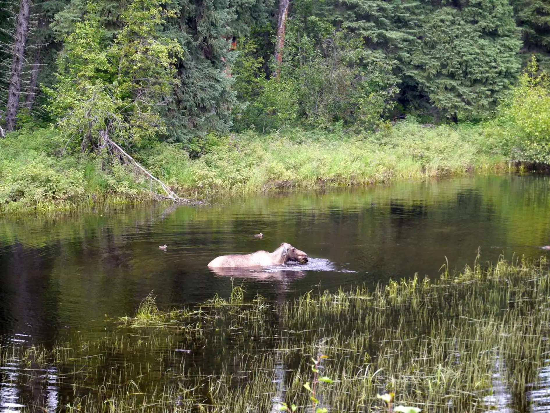 Hiking in Fairbanks nature trails